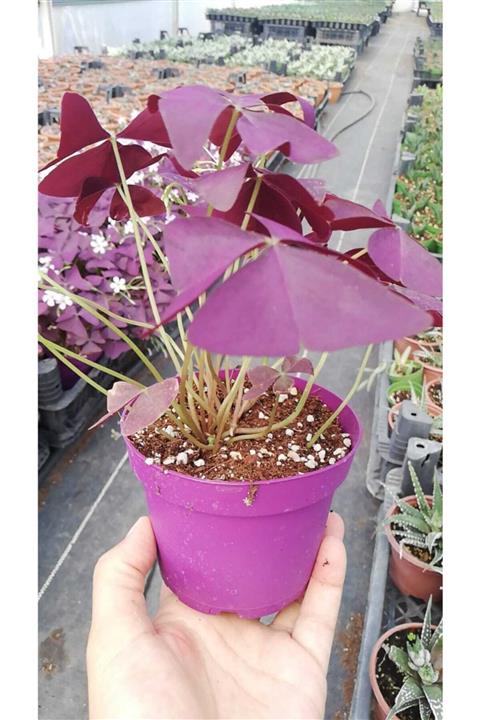 rukiye Oxalis Triangularis, Mor Süs Yoncası