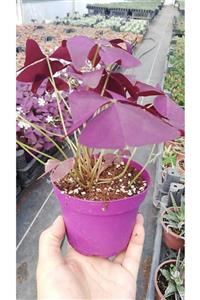 rukiye Oxalis Triangularis, Mor Süs Yoncası