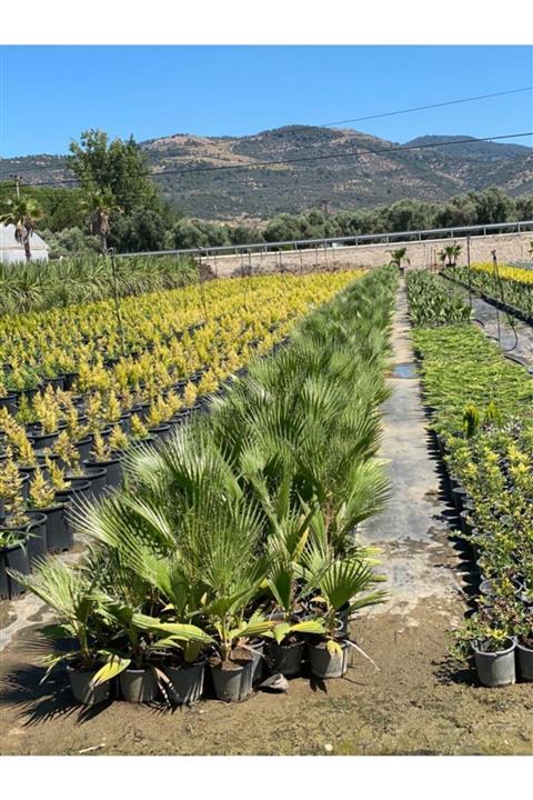 BERR BOTANİK PEYZAJ Palmiye Ağacı Palm Tree