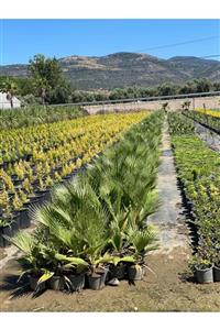 BERR BOTANİK PEYZAJ Palmiye Ağacı Palm Tree