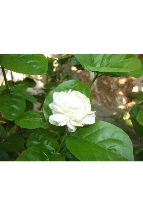 lalaahmetbotanik 2 Adet Kokulu, Katmerli Full Yasemin Çiçeği, Ful Arap Yasemini Torbada, 20-40 Cm