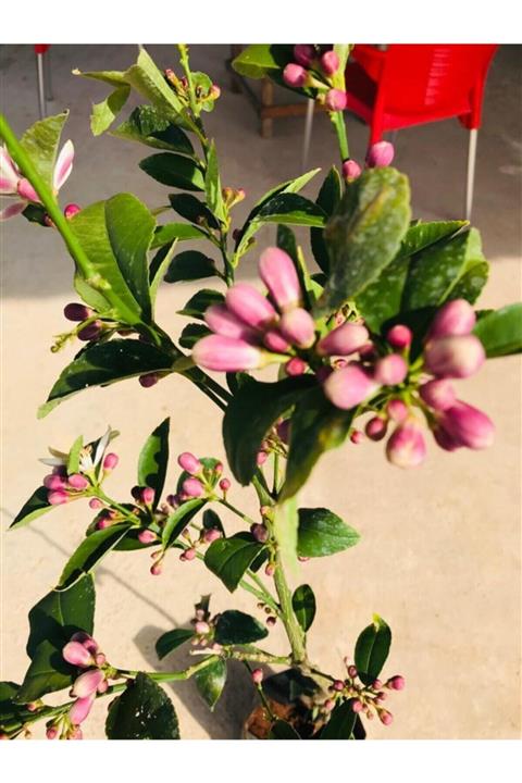 EVİM BAHÇEM Limon Fidanı Aşılı Limon Ağacı Fidanı( Çiçekli ) Limon Fidanı 100-120 Cm 2 Ila 3 Yaş