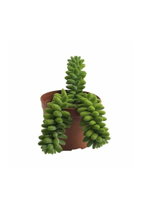 Palmiye Sedum Burrito  8,5 cm Saksıda
