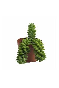 Palmiye Sedum Burrito  8,5 cm Saksıda