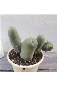 Durutasarım Trichocereus Bridgesii F. Monstruosus 'penis Plant'