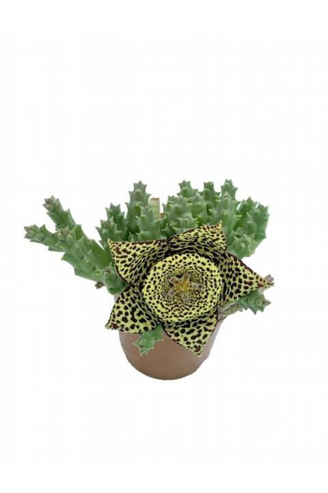Sukulent Bahçem Stapelia Var. Minima Leş Kaktüsü