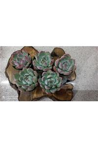 DEPOVİT Echeveria Elegans