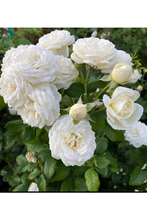 Fidan & Peyzaj Gül (beyaz Renk)