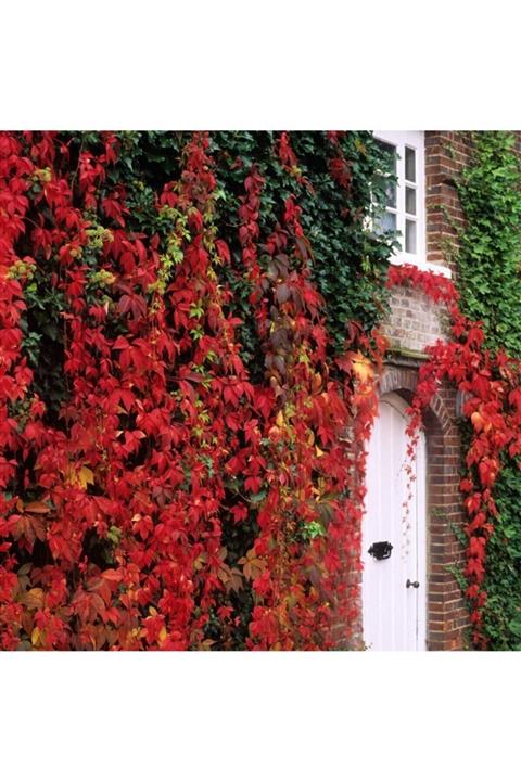 FidanDiyarı Parthenocissus Quinquefolia Amerikan Sarmaşığı Fidanı, +120 Cm, Saksıda