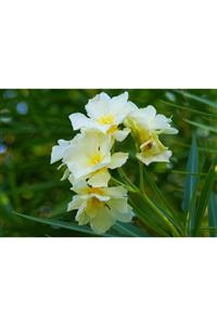 fidanistanbul Nerium Oleander Yellow Sarı 60-80 cm Saksıda  Zakkum Fidanı