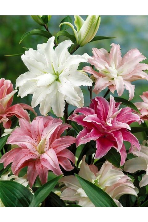 HAN BOTANİK 3 Adet Karışık Katmerli Zambak (lilyum) Çiçeği Soğanı
