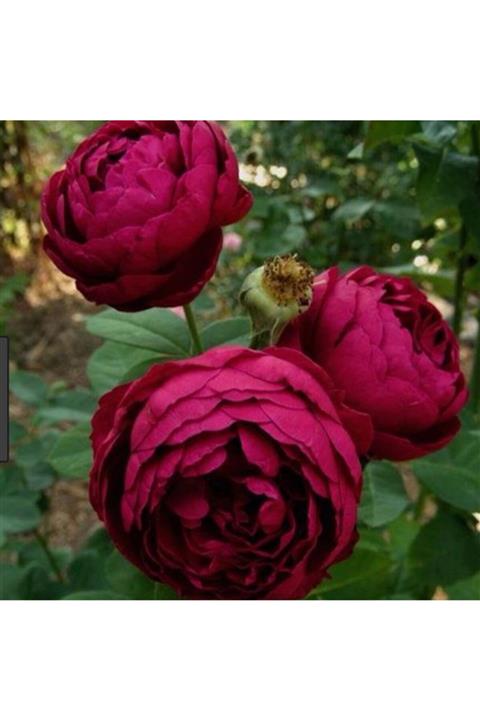 ADA TARIM 3 Adet Açık Kök Katmerli Koyu Kırmızı Gül Fidanı