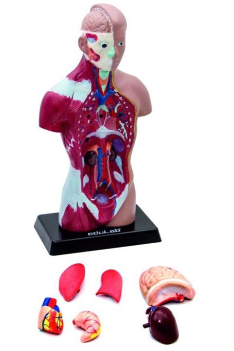 Edulab Insan Vücudu (Küçük Boy, 27 Cm.)