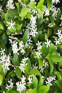 ALİBOTANİK Arap Madagaskar Yasemini 125 Cm Jasminum Sambac