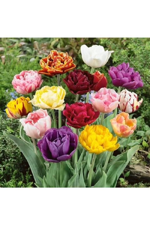 mutbirlik Katmerli Karışık Lale Soğanı Paketi 10 Adet