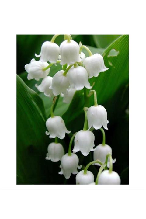 Vipfoni Müge Çiçeği Inci Çiçeği Soğanı Yoğun Kokulu - Tek Soğan - Beyaz