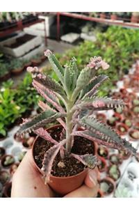 ünal kaktüs Kalanchoe Pink Butterflies (PEMBE AŞKIN GÖZYAŞI)