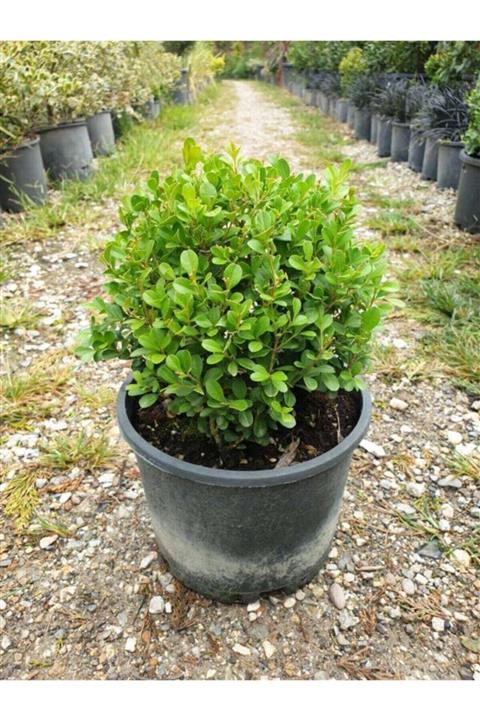 Yenigün Fidancılık Top Şimşir Bahçe Ve Balkon Bitkisi