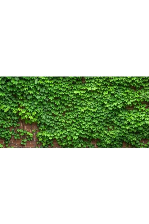 taşkar peyzaj Duvar Sarmaşığı Fidanı ( Tüplü \\ 40-60 Cm )
