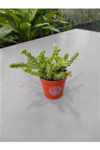 My Succulent Prenses Çamı Skulent - Crassula Muscosa 'watch Chain'-2