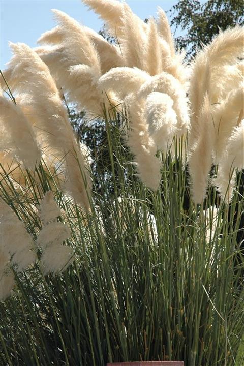 Online Botanik Pampas Sazı - Püsküllü Saz Saksı (20 40cm )