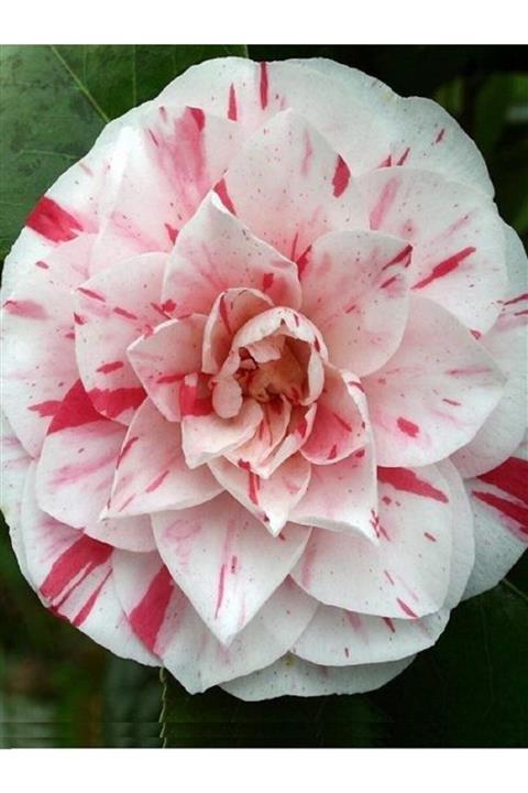 fidanistanbul Camellia Japonica Bonomiana Beyaz Çiçekli Pembe Çizgili Kamelya, Ithal, +100 Cm, Saksıda