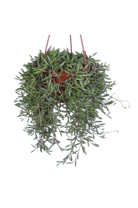 HOBİ VE BAHÇE Yakut Kolyesi Çiçeği (othonna Capensis) Askılı Saksı'da