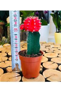 Özen Çiçekçilik Gymnocalycium Mihanovichii Red Aşılı Kırmızı Kaktüs