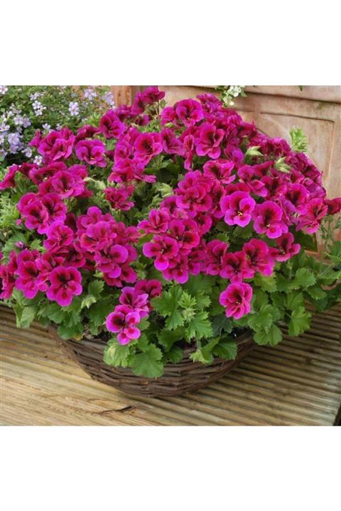 TacirDepo Kokulu Iri Çiçekli Saksıda Burghi Sardunya Canan Çiçeği