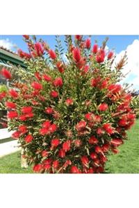 Tunç Botanik Fırça Çalısı Callistemon 30 Adet