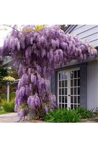 FidanDiyarı Yoğun Kokulu Wisteria Sinensis Mor Salkım Çiçeği Fidanı