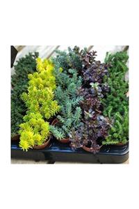 Kaktüs & Sukulent Sukulent Sedum 45 Li Karışık Paket