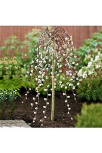 fidanistanbul Salix Caprea Pendula Paraşüt Keçi Söğüdü, +100 Cm, Saksıda