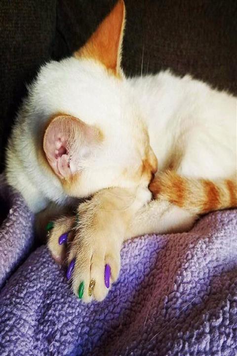 FYFgrup Evcil Hayvan Silikon Tırnak Koruyucu -s Beden-pembe Renk Silikon Kedi Tırnak