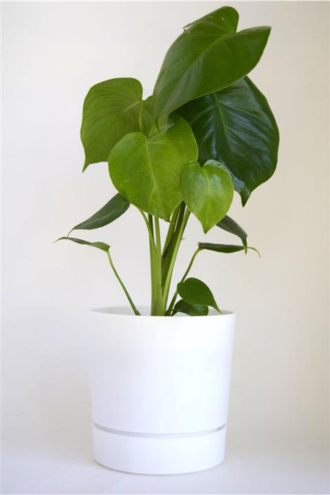 leogarden Begonya Tasarım Beyaz Renkli 5 Lt Özel Altlıklı Saksı