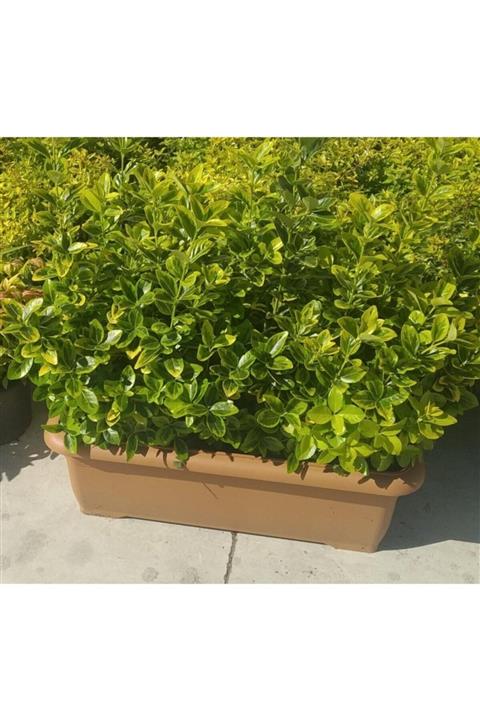 modabotanik Taflan Ve Uzun Saksı Aranjmanı