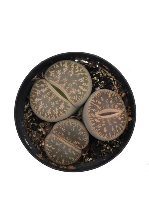LEVANT Lithops Hookeri Taş Kaktüs
