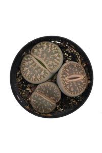 LEVANT Lithops Hookeri Taş Kaktüs