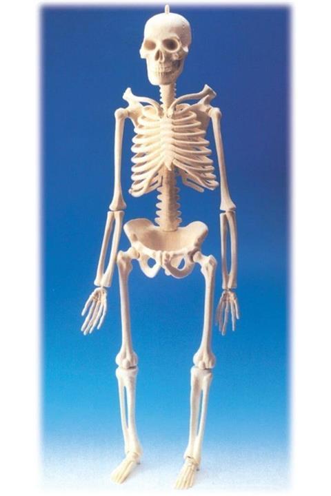 Feta Iskelet Modeli 46 Cm)