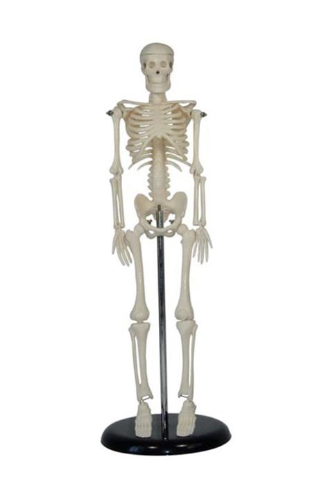 Anatomia Insan Iskeleti Modeli 45 Cm