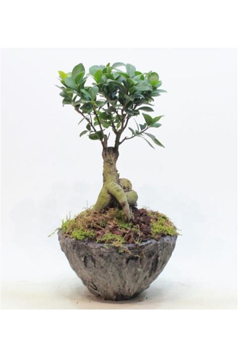 Çiçek Yolla Ginseng Bonsai