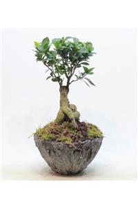 Çiçek Yolla Ginseng Bonsai