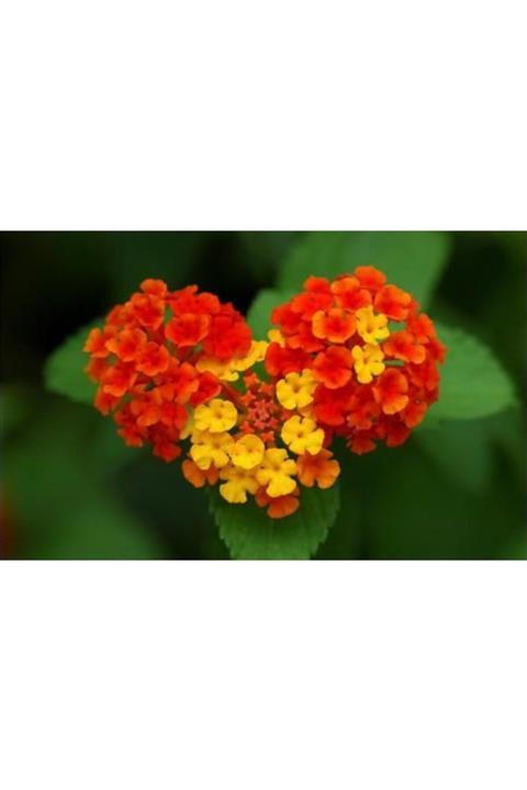 ruzgarbotanik 4 Adet Kırmızı Sarı Bodur Ağaç Minesi Çiçeği Fıdanı 40cm