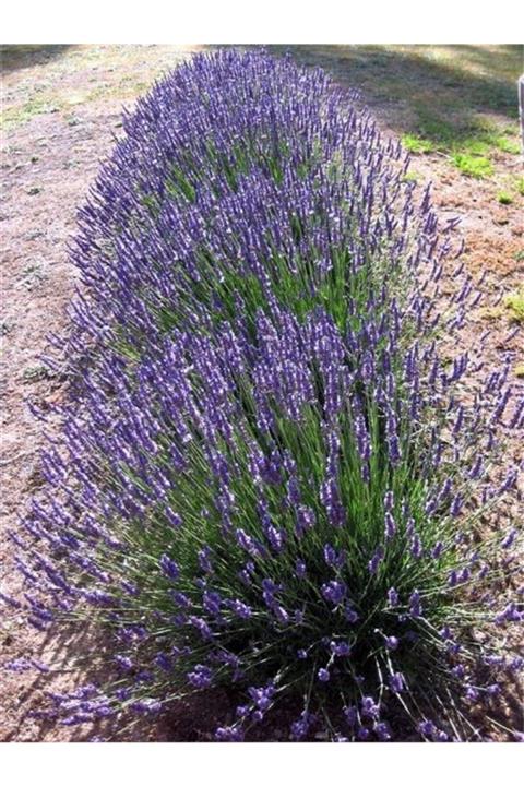 YAĞMUR BOTANİK Lavanta Fidanı Saksılı 4 Adet