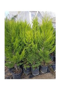 1001fidan Cupressus Macrocarpa Limon Selvi Limon Servi Fidanı 60-80cm