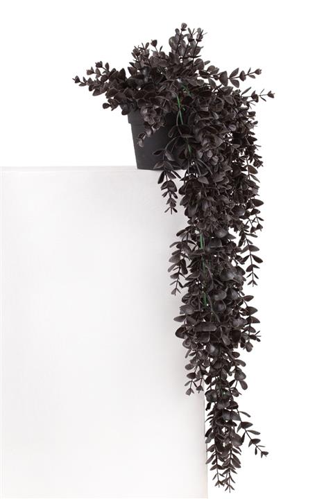 Çiçekmisin Mini Siyah Plastik Saksıda Yapay Sarkan Şimşir