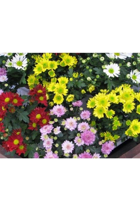 ruzgarbotanik 30 Adet Kasımpatı Çiçeği Fidesi Fidanı Karışık Renk