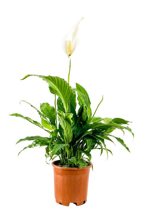 Fidanburada Barış Çiçeği - Spathiphyllum 50-70