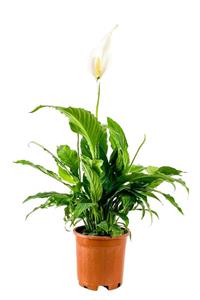 Fidanburada Barış Çiçeği - Spathiphyllum 50-70