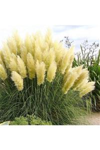 fidanistanbul Cortaderia Selloana Pumila Saz Püskülü Pampas Otu, 60-80 Cm, Saksıda